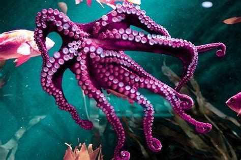 237 Best Images About Octopus On Pinterest The Octopus Sculpture And
