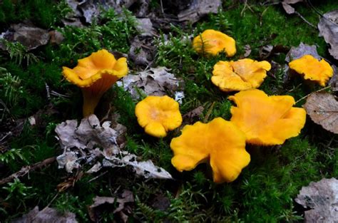 The Complete Guide To Jack O Lantern Mushrooms Grocycle