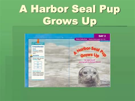 Ppt A Harbor Seal Pup Grows Up Powerpoint Presentation Free Download