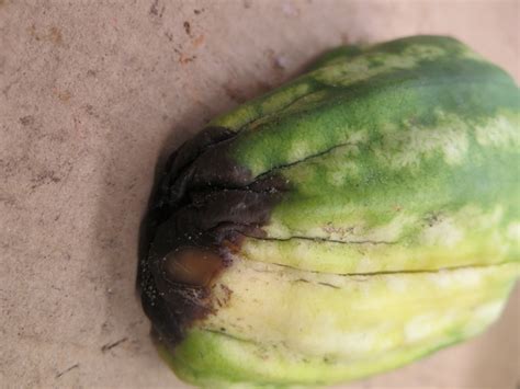 Blossom End Rot Of Tomato Pepper And Watermelon Nc State Extension