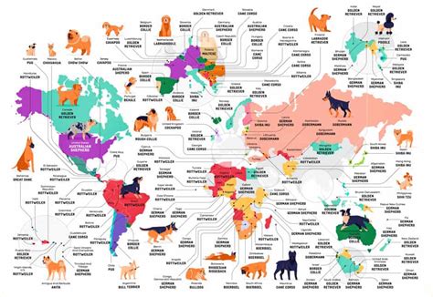 Desde Bulldog Hasta Pastor Australiano Este Mapa Muestra Cuáles Son
