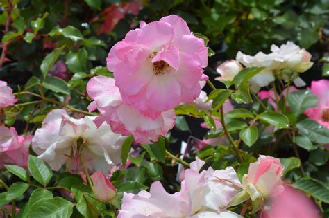 Hedging Rose Floribunda Seduction 175mm Pot Dawsons Garden World