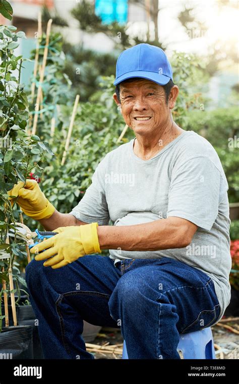 Senior Man Trimming Plants Stock Photo Alamy