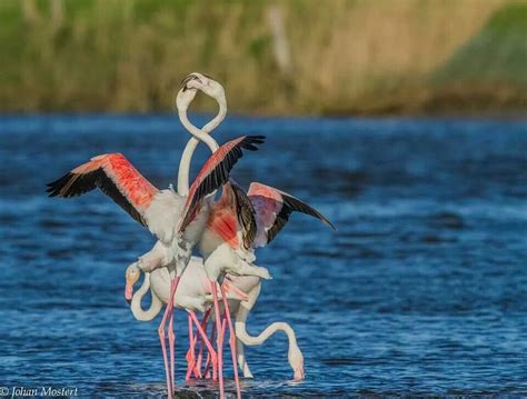 Flamingos Greater Flamingo Beautiful Birds Animal Kingdom South