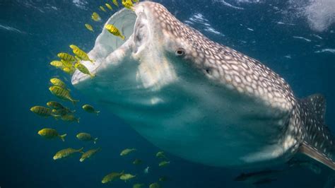 Discover The World Of Whale Sharks Facts And Information
