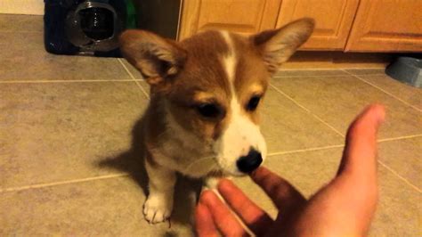Puppy Eating Peanut Butter Youtube