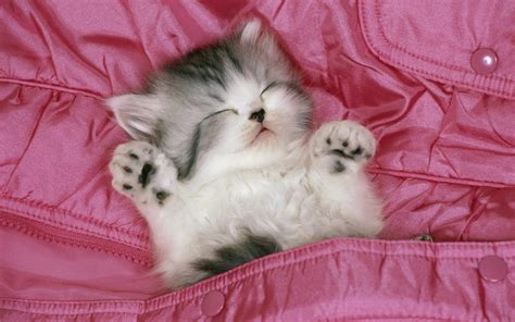 Sleeping Kitty Hd Wallpaper