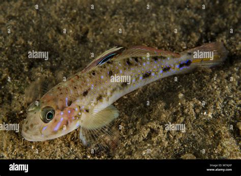 Spinecheek Goby Hi Res Stock Photography And Images Alamy