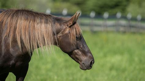 Rocky Mountain Horse Breed Profile History Facts Stats And More