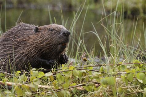 how to get rid of beavers in your pond humane ways to get rid of beavers unfortunately