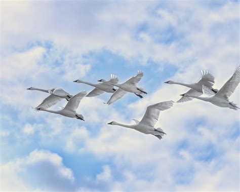 White Swans Flying 1280 X 1024 Wallpaper