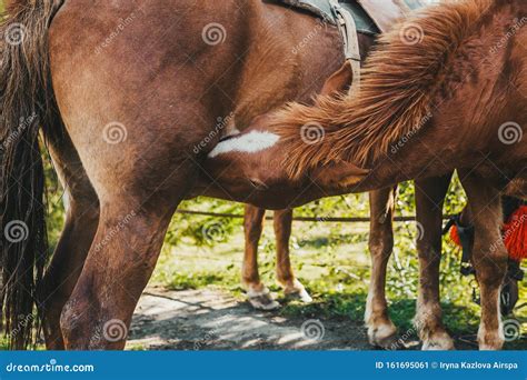 Two Brown Horses Mating In A Sunny Field Stock Image Image Of Mane