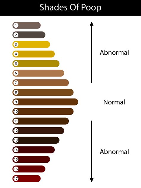Shades Color Of Poop Human Feces Color Healthy Concept Normal And