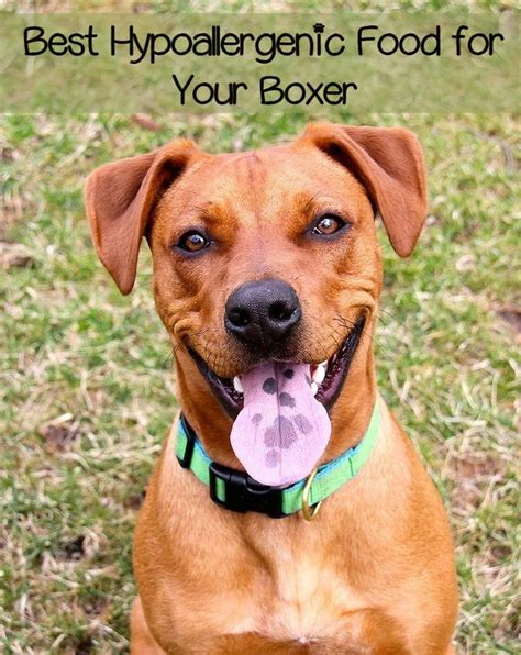 The best hypoallergenic dog food. Best Hypoallergenic Dog Food For Boxers | Training your ...