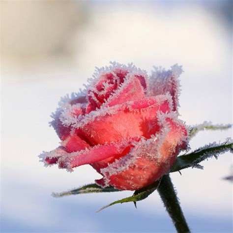 Frozen Flowers Winter Flowers Blue Roses And Frozen Frozen Rose By