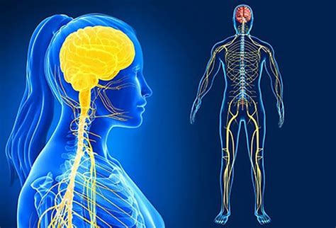 Sistema Nervoso O Que é Função Anatomia Snc Snp Doenças