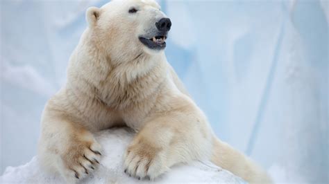 Wallpaper Polar Bear Antarctica Bear Animals 8555