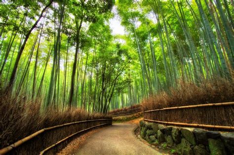 47 Bamboo Forest Japan Computer Wallpaper On Wallpapersafari