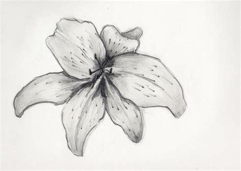 Tiger Lily Flowers Drawings Pictures Drawings Ideas For Kids Easy