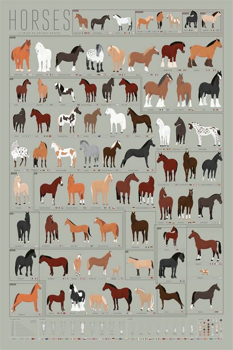 Horses A Chart Of Notable Breeds Horse Markings Horse Breeds Horse