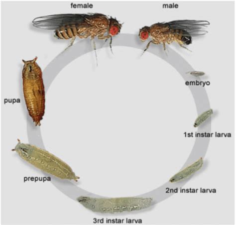 the different stages in the life cycle of drosophila melanogaster this download scientific