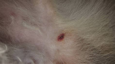 Tick Head Stuck In Dog Petswall
