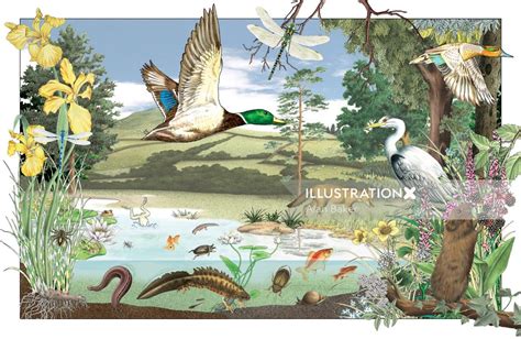 Pond Life Wildlife Pond Image Illustration By Alan Baker