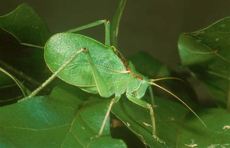 How Is This Leaf Walking Uf Ifas Entomology And Nematology Department