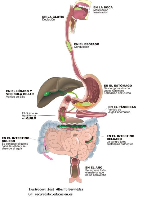 Sistema Digestivo La Función De Sus órganos