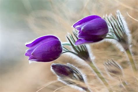 Purple Pasque Flowers Stock Photo Image Of Landscape 30646896