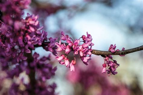 Texas Flowering Trees Take Seasonal Blooms To New Heights