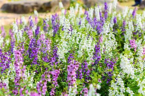 Angelonia Summer Snapdragon A Resilient Beauty For Outdoors