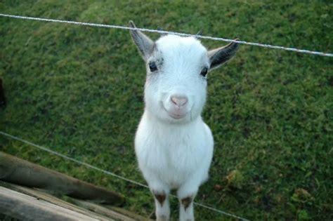 Your Morning Happiness Baby Goat Loves You Jt Eberhard