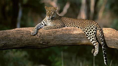 Leopard Is Lying Down On Tree Trunk In Blur Background Hd Leopard