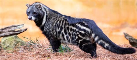 The African Civet Critter Science