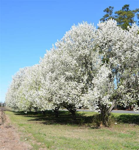 Pear Trees On A Spring Day Stock Photo Image Of Street 111986582