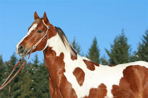 11 Useful Facts About The American Paint Horse Breed