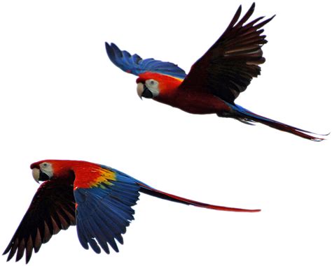 Free Photo Parrot Isolated Parrots Flight Imagenes De Guacamaya Roja