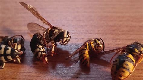 Wasp Species Comparison Yellow Jackets Hornets Cicada Killers Youtube