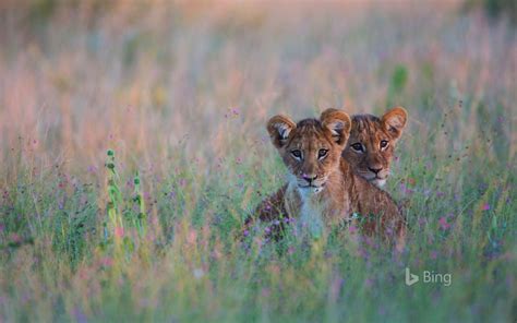 Kings Of The Kalahari Lion Conservation Bing Wallpaper