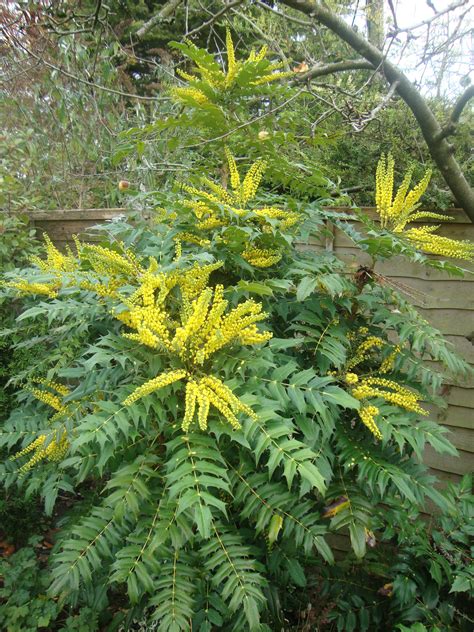 Mahonia Shade Plants Evergreen Plants Landscaping Around House