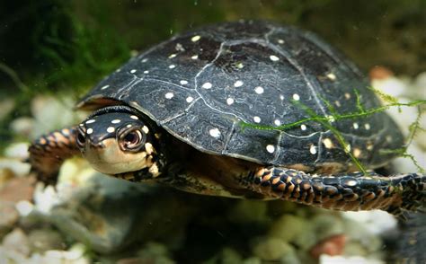 A Guide To Caring For Pet Spotted Turtles