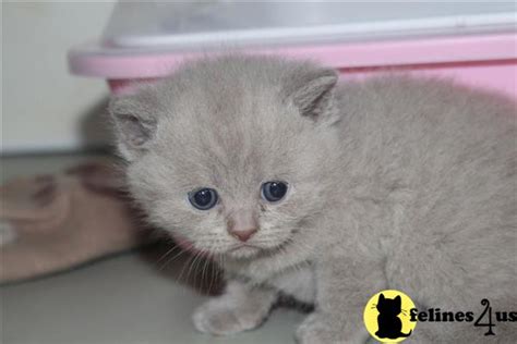 British Shorthair Kitten For Sale British Shorthair Kittens Ready Now