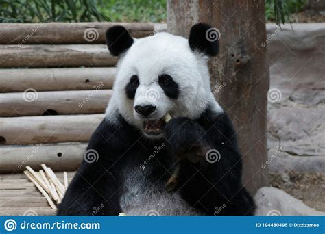 Female Panda In Thailand Stock Image Image Of Beautiful 194480495