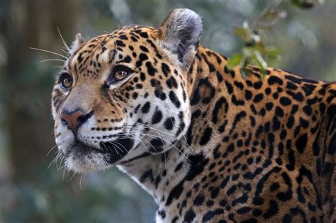 What Are The National Animals Of Mexico A Guide To Inspirational Animals