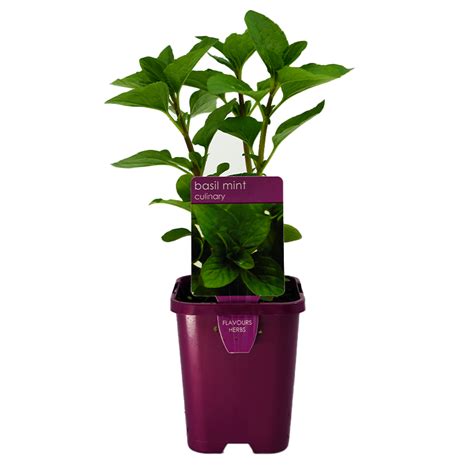 Mint Basil 10cm Edible Plants Gardenworld Nursery