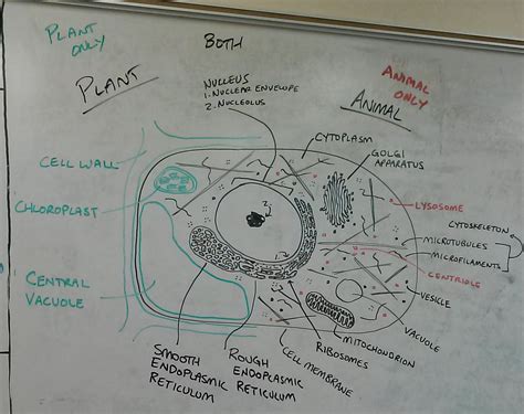 Ison Biology Composite Cell