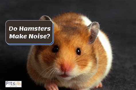 Do Hamsters Make Noise 8 Types Of Sounds And Their Meanings