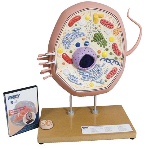 Animal cells are the types of cells that make up most of the tissue cells in animals. Frey Animal Cell Model - FREY SCIENTIFIC & CPO SCIENCE