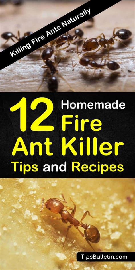 12 Do It Yourself Fire Ant Killer Recipes That Work Recipe Homemade Ant Killer Ant Killer